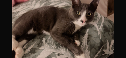 Lost Female Cat last seen Bark ridge rd mint hill área, Mint Hill, NC 28227