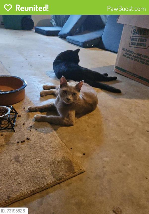 Reunited Female Cat last seen Horseshoe Bend, Woodstock, GA 30189