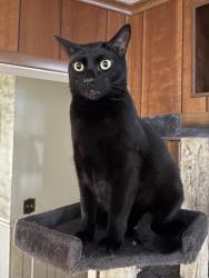 Reunited Male Cat last seen Pt Pleasant Rd and San Jose Blvd, Jacksonville, FL 32217
