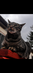 Lost Male Cat last seen Southern Ave. Sedro Woolley, WA, Sedro-Woolley, WA 98284