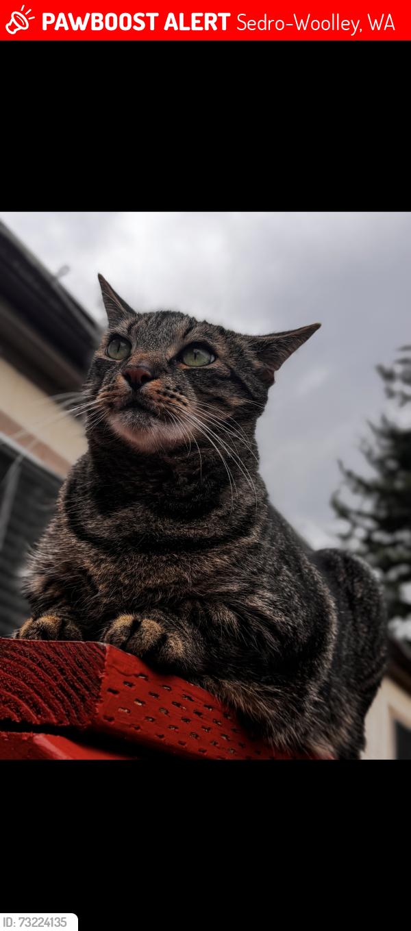 Lost Male Cat last seen Southern Ave. Sedro Woolley, WA, Sedro-Woolley, WA 98284
