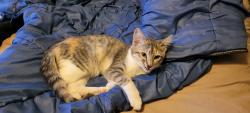 Reunited Female Cat last seen Hesperian & Cathy Way, Hayward, CA 94545