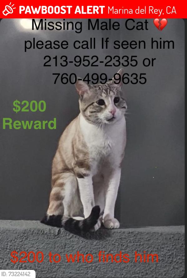 Lost Male Cat last seen Fiji Way and Lincoln Bl, Marina del Rey, CA 90292
