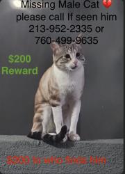 Lost Male Cat last seen Fiji Way and Lincoln Bl, Marina del Rey, CA 90292