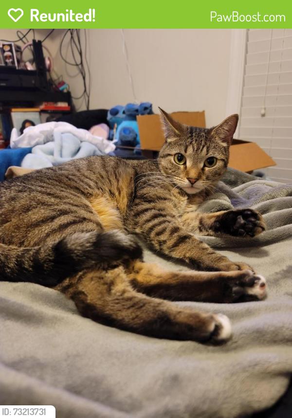 Reunited Female Cat last seen Bright Hope Ln & Mifflin Ln, Gaston County, NC 28054