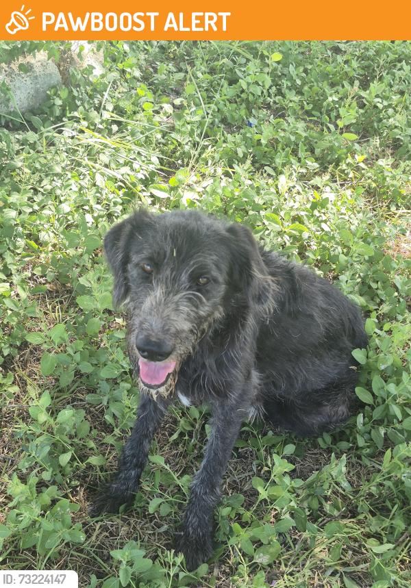 Found/Stray Male Dog last seen Dockberry road, Cameron County, TX 78521