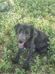 Found/Stray Male Dog last seen Dockberry road, Cameron County, TX 78521