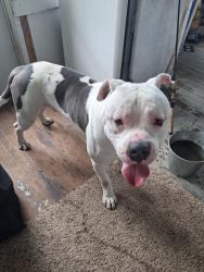 Found/Stray Male Dog last seen S. Central Ave., Rockford, IL 61102
