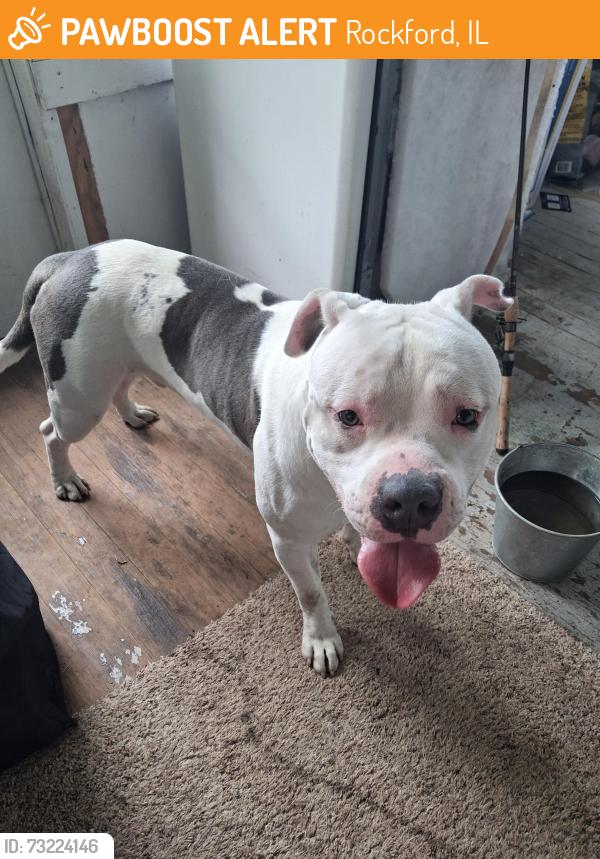 Found/Stray Male Dog last seen S. Central Ave., Rockford, IL 61102