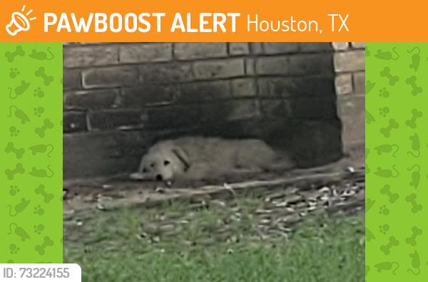 Found/Stray Unknown Dog last seen Fallbrook Dr and Hollister St, Houston, TX 77086