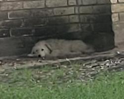 Found/Stray Unknown Dog last seen Fallbrook Dr and Hollister St, Houston, TX 77086