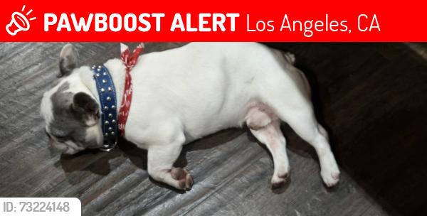 Lost Male Dog last seen Eldridge Ave., Los Angeles, CA 91342