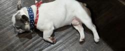 Lost Male Dog last seen Eldridge Ave., Los Angeles, CA 91342