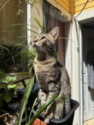 Lost Male Cat last seen Near Lisbon St Daly City, Daly City, CA 94014
