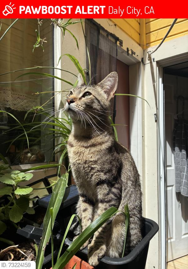 Lost Male Cat last seen Near Lisbon St Daly City, Daly City, CA 94014