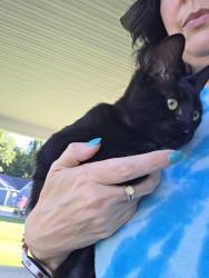 Found/Stray Female Cat last seen Gowan Dr/Burnett Ferry, Rome, GA 30165