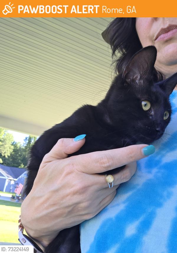 Found/Stray Female Cat last seen Gowan Dr/Burnett Ferry, Rome, GA 30165