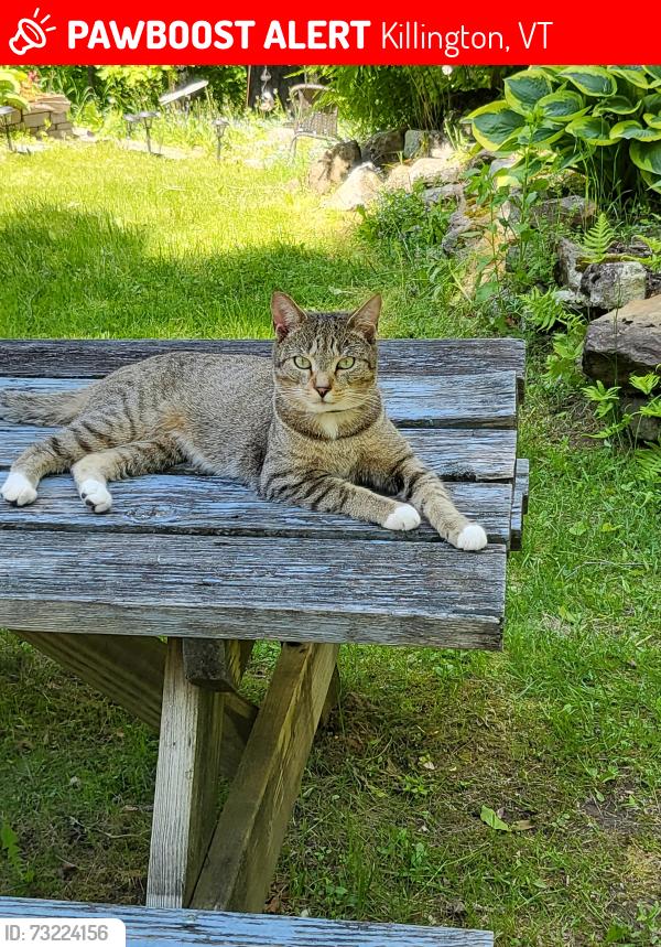 Lost Male Cat last seen Telefon, Killington, VT 05751