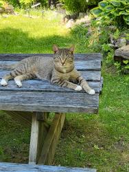 Lost Male Cat last seen Telefon, Killington, VT 05751