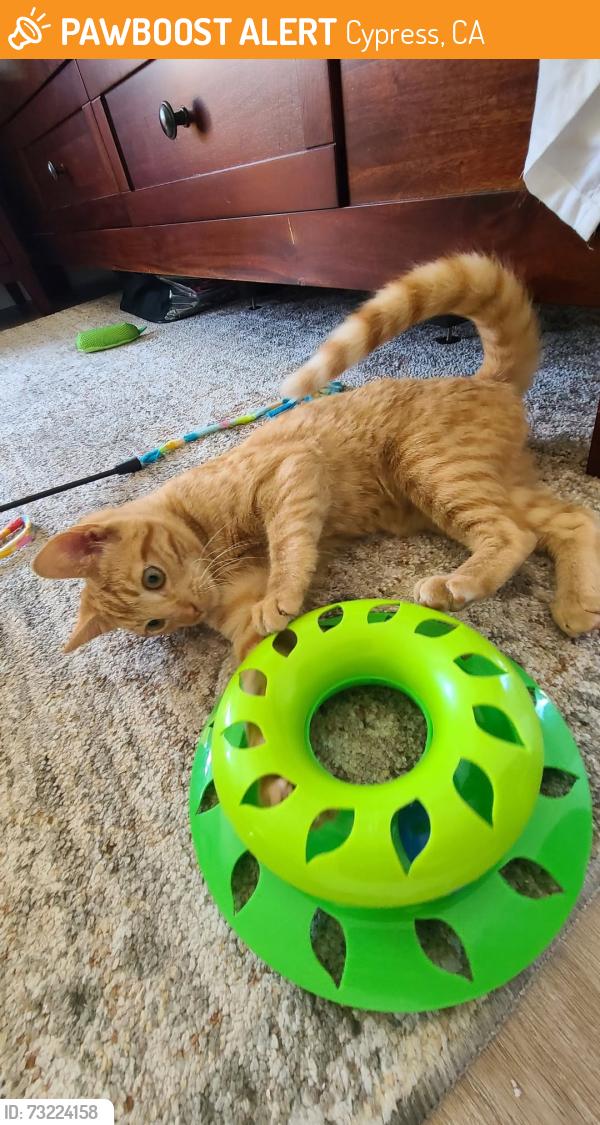 Found/Stray Male Cat last seen Orangewood and Holder, Cypress, CA 92845