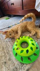 Found/Stray Male Cat last seen Orangewood and Holder, Cypress, CA 92845