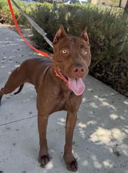 Shelter Stray Female Dog last seen Near BLOCK PLEASANT ST, RIVERSIDE CA 92507, 6851 Van Buren Boulevard, Jurupa Valley, CA 92509, USA