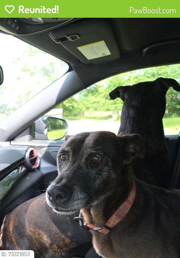 Reunited Male Dog last seen Yankee doodle, McDonough, GA 30252