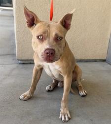 Shelter Stray Male Dog last seen Near BLOCK PLEASANT ST, RIVERSIDE CA 92507, 6851 Van Buren Boulevard, Jurupa Valley, CA 92509, USA