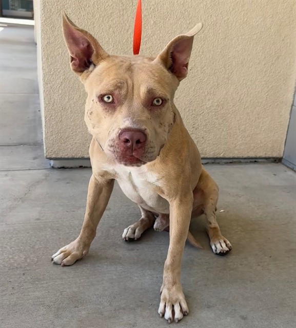 Shelter Stray Male Dog last seen Near BLOCK PLEASANT ST, RIVERSIDE CA 92507, 6851 Van Buren Boulevard, Jurupa Valley, CA 92509, USA