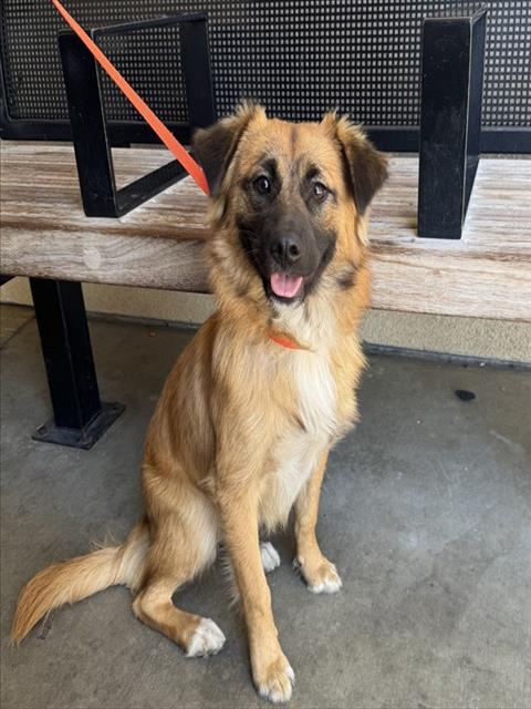 Shelter Stray Male Dog last seen VAN BUREN BLVD/ LIMONITE, JURPA VALLEY CA, 6851 Van Buren Boulevard, Jurupa Valley, CA 92509, USA