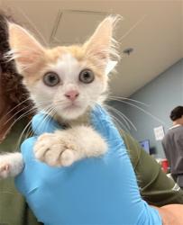 Shelter Stray Female Cat last seen Near BLOCK VAN BUREN BLVD, RIVERSIDE CA 92503, 6851 Van Buren Boulevard, Jurupa Valley, CA 92509, USA