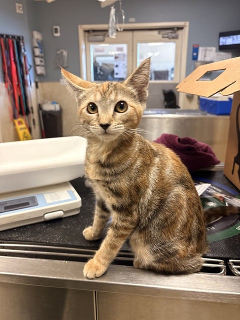 Shelter Stray Female Cat last seen MAYNARD LN/BRANA RD, 6851 Van Buren Boulevard, Jurupa Valley, CA 92509, USA