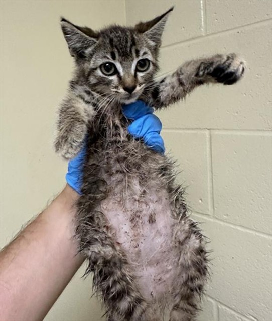 Shelter Stray Female Cat last seen FULTON AVE & HAGGIN OAKS DR, 2127 Front St, Sacramento, CA 95818, USA