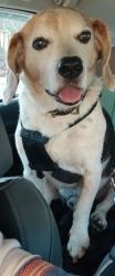 Reunited Male Dog last seen Cliftonn pond/mylands, Franklin County, NC 27549
