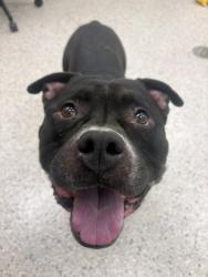 Shelter Stray Male Dog last seen E 160TH AVE, 12155 Park Blvd, Brighton, CO 80601, USA