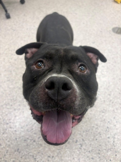 Shelter Stray Male Dog last seen E 160TH AVE, 12155 Park Blvd, Brighton, CO 80601, USA