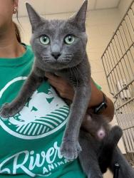 Shelter Stray Female Cat last seen E 114TH FOUND IN SHED, 12155 Park Blvd, Brighton, CO 80601, USA