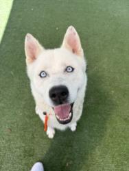 Shelter Stray Male Dog last seen , West Valley Animal Shelter, 20655 Plummer St, Chatsworth, CA 91311, USA