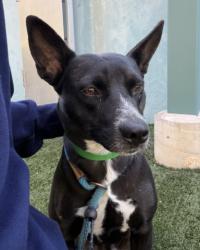 Shelter Stray Female Dog last seen , West Valley Animal Shelter, 20655 Plummer St, Chatsworth, CA 91311, USA