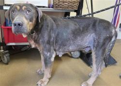 Shelter Stray Male Dog last seen , 4710 TX-151, San Antonio, TX 78227, USA