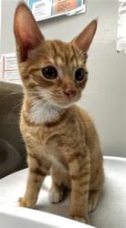 Shelter Stray Male Cat last seen Near BLOCK BEECH ST, HEMET CA 92545, 581 S Grand Ave, San Jacinto, CA 92582, USA