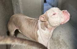 Shelter Stray Male Dog last seen Near BLOCK PALMETTO AVE, 333 Chandler Pl, San Bernardino, CA 92408, USA