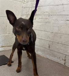 Shelter Stray Male Dog last seen Near BLOCK N TENON AVE, 333 Chandler Pl, San Bernardino, CA 92408, USA