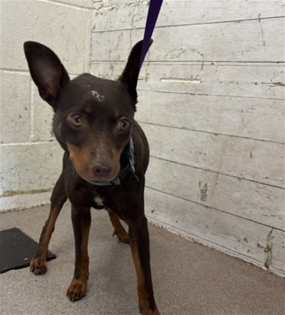 Shelter Stray Male Dog last seen Near BLOCK N TENON AVE, 333 Chandler Pl, San Bernardino, CA 92408, USA