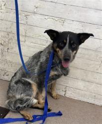Shelter Stray Female Dog last seen RIVER RANCH PKWY, 333 Chandler Pl, San Bernardino, CA 92408, USA