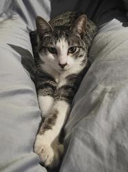 Lost Female Cat last seen Del Prado and Diplomat, Cape Coral, FL 33909