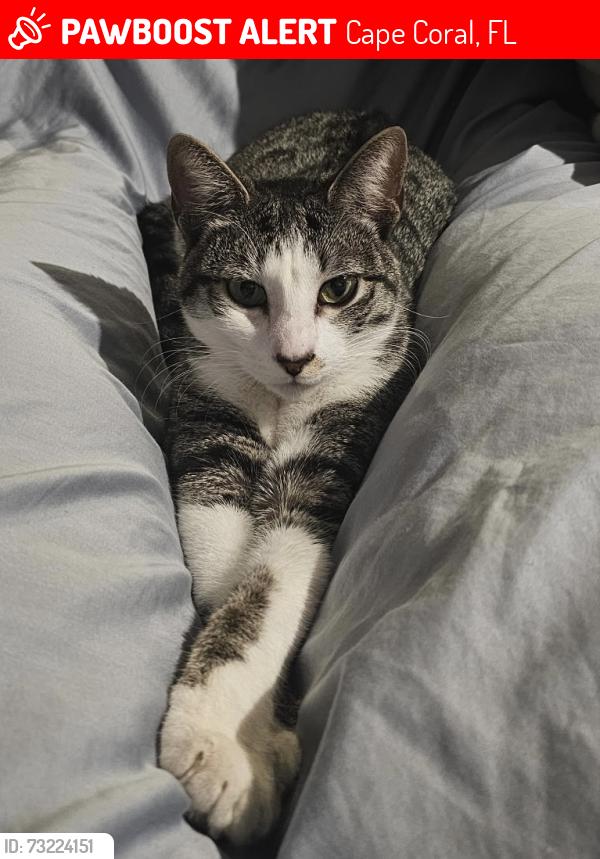 Lost Female Cat last seen Del Prado and Diplomat, Cape Coral, FL 33909