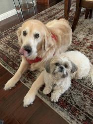 Reunited Male Dog last seen Midlands apmts on Suncrest, Johnson City, TN 37615