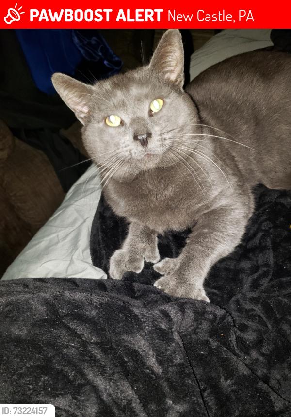 Lost Male Cat last seen Near temple street, New Castle, PA 16101