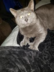 Lost Male Cat last seen Near temple street, New Castle, PA 16101
